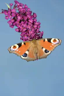 Nature Photography Prints UK Drucke: Peacock Butterfly - on buddleia