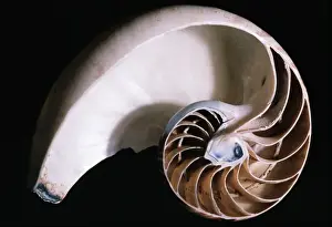 Nautilus Shell Drucke: Pearly Nautilus Shell Dissected, showing chambers & siphuncle
