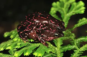 Amphibien Drucke: Pebas Stubfoot Frosch - Amplexus - Kolumbien