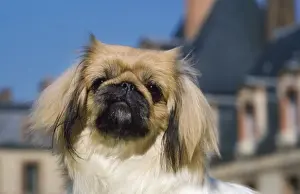 Jean Paul Ferrero Artwork Drucke: Pekingese Dog