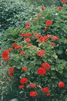 Pelargonium Flower Drucke: Pelargonium