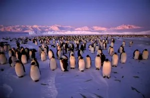 Emperor Penguin Colony Drucke: GRB03270