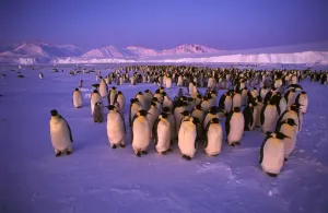 Antarctica Wildlife Images Drucke: GRB03485
