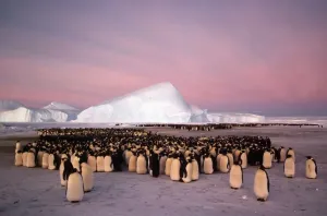 Antarctica Wildlife Images Drucke: GRB0946d