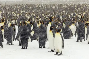 Pinguin