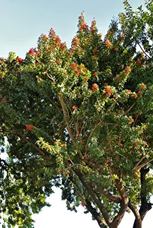 Atlantic Ocean Flowers Drucke: Pepper Tree - Botanical Garden