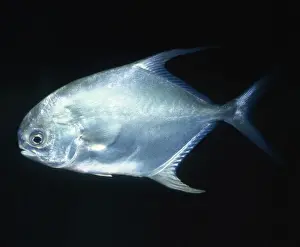 Underwater Marine Life Images Drucke: Permit / Bloch's Pompano Fish - (Jacks)