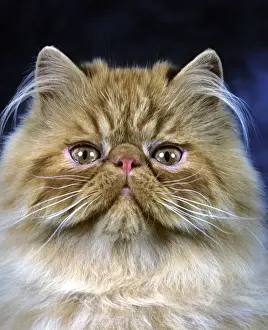 Unique Home Decor Ideas Drucke: Persian Cat