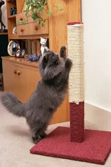 Drucke von JD-11822 Persisch CAT - Verwendung von Kratzbaum, um die Krallen zu schärfen John Daniels Bitte beachten Sie Persisch Drucke: Persische Katze - am Kratzbaum