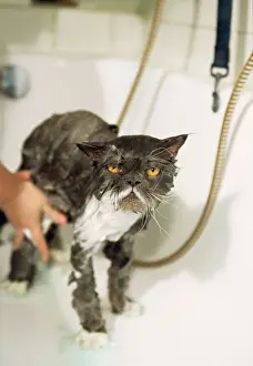 Drucke von Wat-6949 persischer Katze - stehend im Bad, während sie gewaschen wird von M Persisch Drucke: Perzische Katze - stehend im Bad, sich waschen lässt