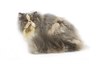 Jean Michel Labat Artist Drucke: Persian Cat - in studio