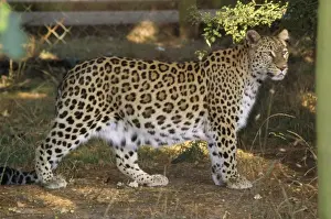 Perzischer Leoparden