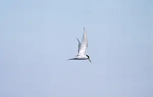 Birdwatching In Peru Drucke: Peruvian Tern Peru