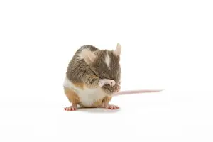 Pet Mammals Drucke: Pet Mouse - in studio