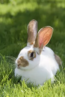 Garden Pets Drucke: Pet Rabbit - sitting in grass