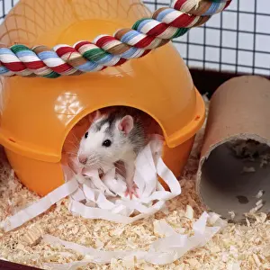 Drucke von JD-16908 Pet Rat - im Bett im Käfig John Daniels Bitte beachten Sie, dass Drucke nur für persönliche Anzeigezwecke gedacht sind und nicht reproduziert werden dürfen Nagetiere Drucke: Maus im Haus im Bett