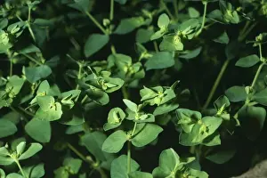 Wild Flowers In Europe Drucke: Petty Spurge