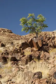 Southern Africa Trees Drucke: Phatom tree - on hillside - Sossusvlei - Namibia