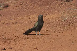 Kuckuckschwalbe - Beim Becken zum Trinken vorbei geht. Eine sehr große Kuhue mit der Besonderheit das eigene Nest baut. In Lajamanu eine aboriginale Gemeinde an der Ränder des Tanami-Desserts. Nordterritorium, Australien