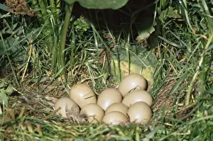 Wildlife Prints For Home Decor Drucke: Pheasant - eggs UK