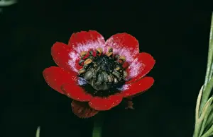 Nature Prints For Home Decor Drucke: Pheasant Eye