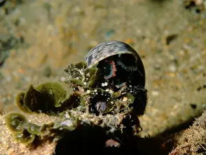 Australian Ocean Creatures Drucke: Pheasant Shell, Phasianella australis