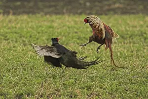 Game Bird Photography Drucke: Pheasants - fighting