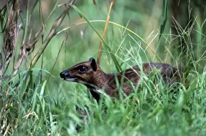 Philippine Wildlife Drucke: Philippines Mouse Deer
