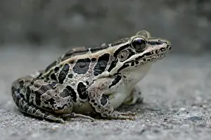 Jim Zipp Photography Prints Drucke: Pickerel Frog