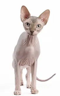 Drucke von Katze - Sphinx-Date Sphynx Drucke: Bild Nr.: 11014085