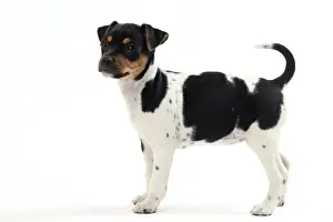 White Studio Background Dogs Drucke: Picture No. 11050357