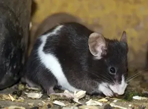 Gerahmter Druck : Weißfuchs. PM-10137 Graubärige Maus Mus musculus Pat Morris Bitte beachten Sie Gerahmter Druck : Weißfuchs. PM-10137 Graubärige Maus Mus musculus Pat Morris Bitte beachten Sie