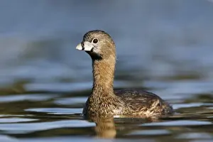 Jim Zipp Wildlife Photography Drucke: Pied-billed Grebe