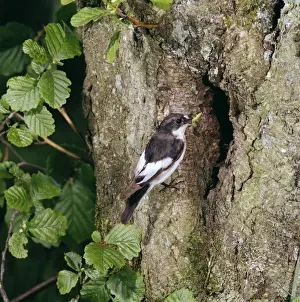 Bird Photography Prints For Sale Drucke: Pied Flycatcher