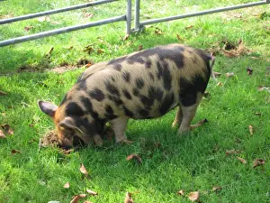 Agricultural Mammals Drucke: Pig - ancient breed