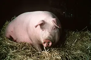 Personal Use Prints Only Drucke: Pig - Lying in straw in pen