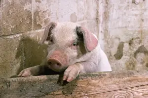 Agricultural Livestock Images Drucke: Pig - piglet