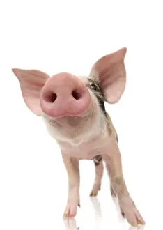 Schwein - Schweinschenkel