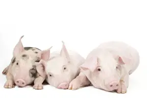 Drucke von LA 9125 Schwein Schwänzlinge Jean-Michel Labat Bilder Datiert 2010 Juni: Schwein - Schweinschweren