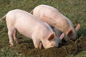 Pig Farming Images Drucke: Pig - piglets digging in ground