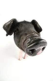 Agricultural Livestock Photos Drucke: Pig. Saddleback piglet on white background