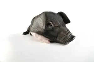 Baby Pigs For Sale Drucke: Pig. Saddleback on white background