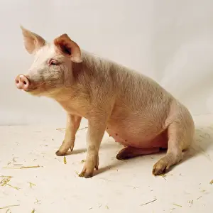 Studio Animal Photos Drucke: Pig - sitting
