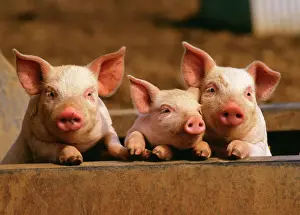 Verwandte Bilder Drucke: Schwein x 3 Schweinhäuter