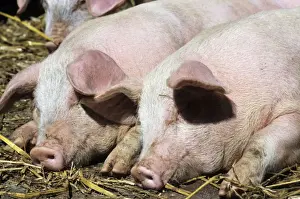 Agricultural Livestock Images Drucke: Pigs - free range pigs sleeping