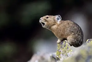 John Cancalosi Photography Drucke: Pika - Calling to declare territory