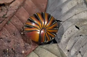 Wildlife Insects Drucke: Pill Millipede - Borneo - order: oniscomorpha