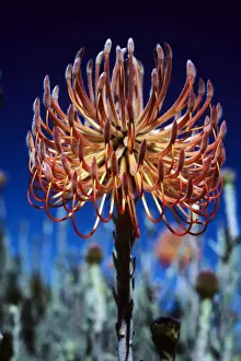Leucospermum Cordifolium Drucke: Pincushion Protea