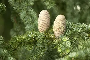Pine Cone Photography Drucke: Pine Cones on Cedar Tree