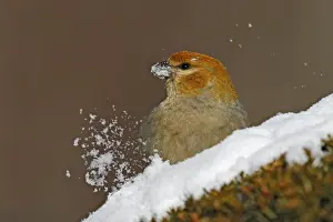 Nature Photography Prints Drucke: Pine Grosbeak